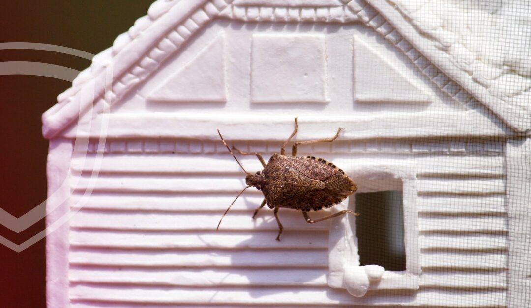 Poloska invázió kizárásának lehetőségei