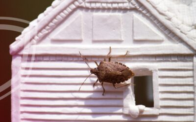 Poloska invázió kizárásának lehetőségei