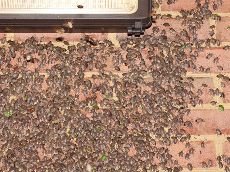 Irdatlan poloska invázió