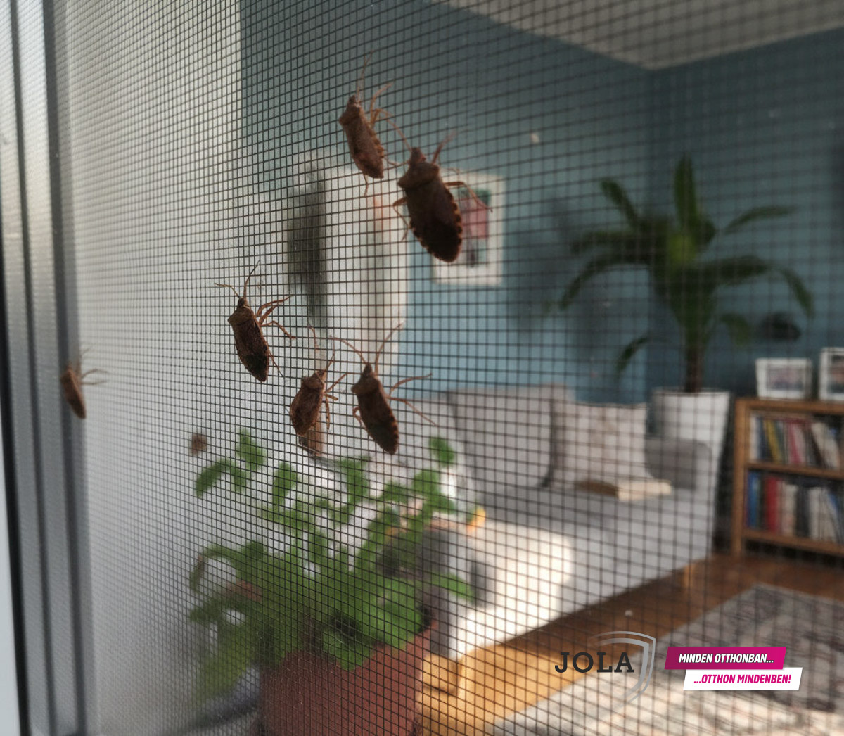 JOLA poloska elleni védelem