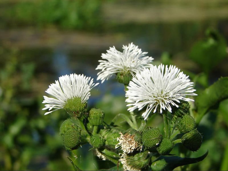 Invazív mexikói vizibojt
