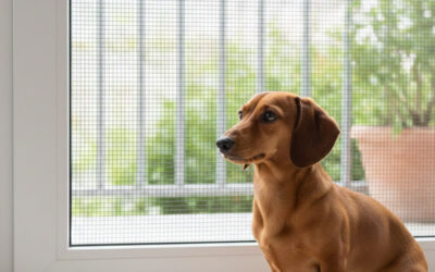 „Kutyabiztos” rovarháló – Állatbarát megoldás a JOLÁTÓL