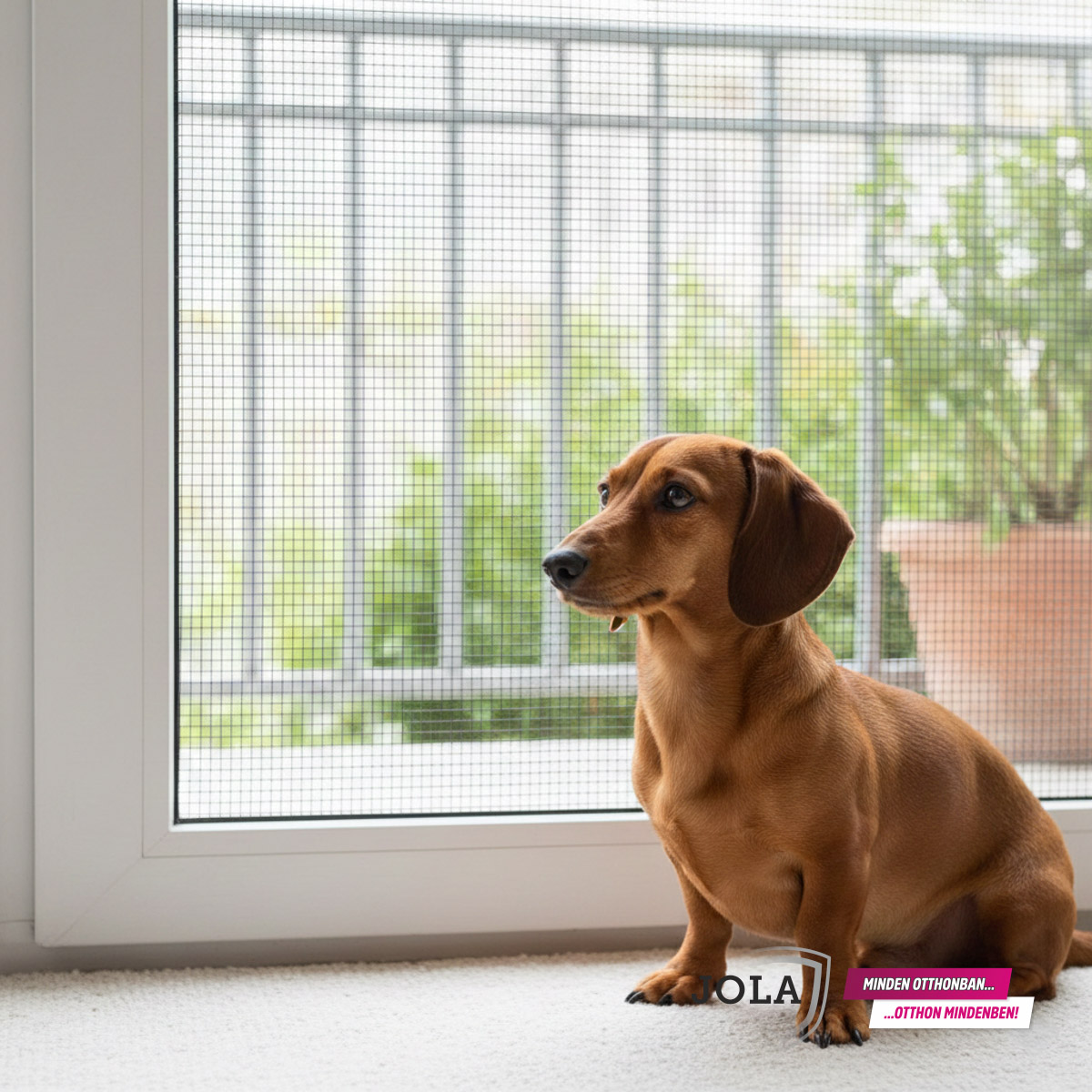 A kutya - macskabiztos rovarháló